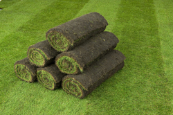 Q Lawns turf rolls on lawn